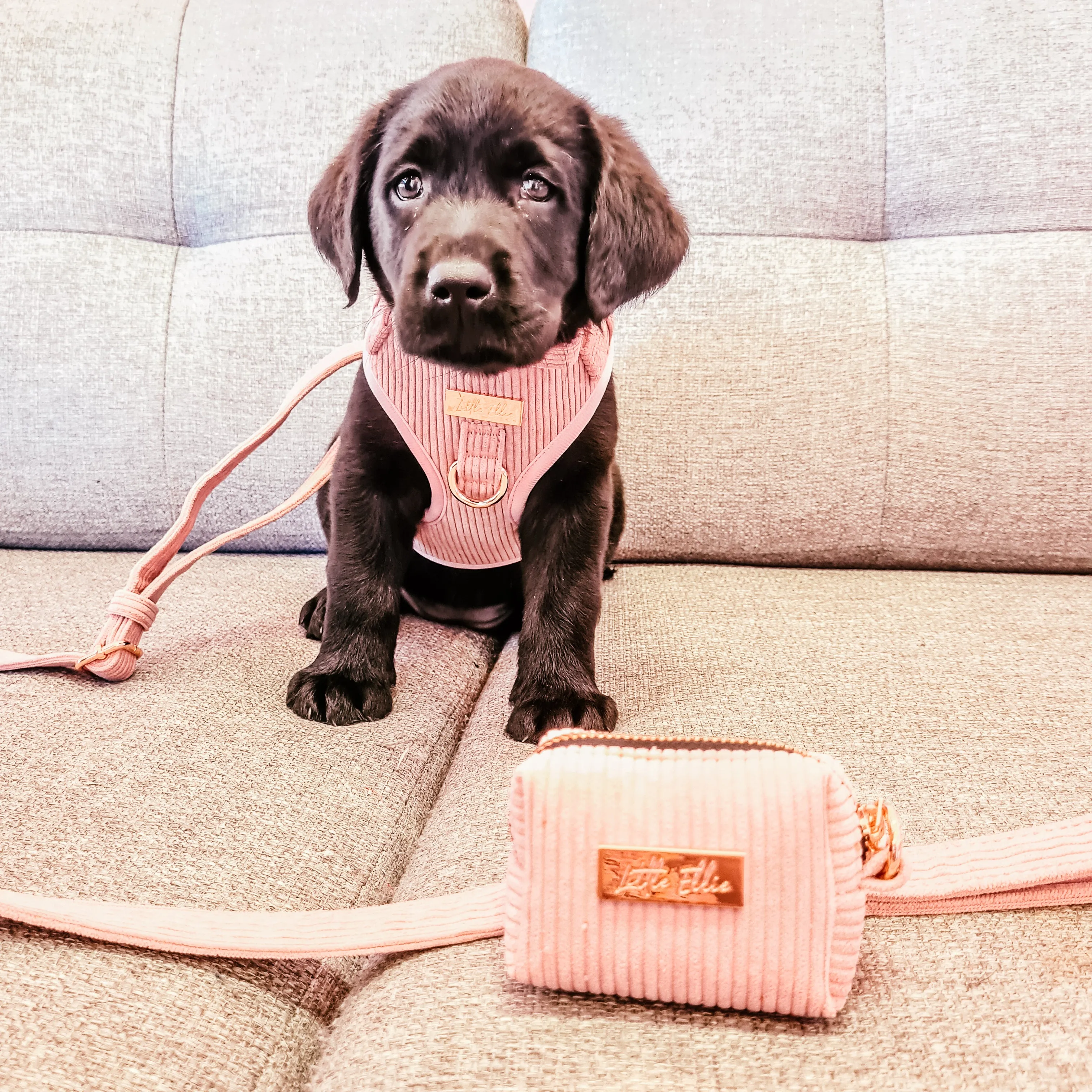 Adjustable Dog Harness LUXE| Blush Pink Corduroy