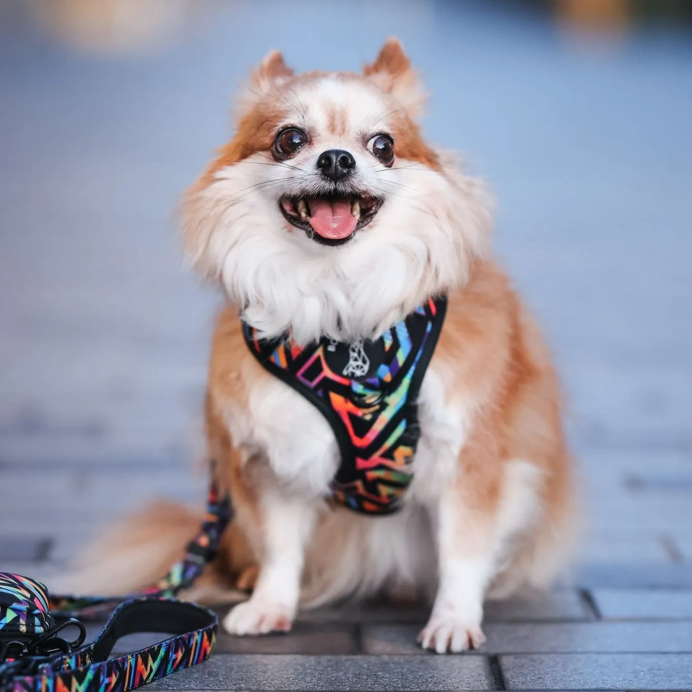 Adjustable Harness