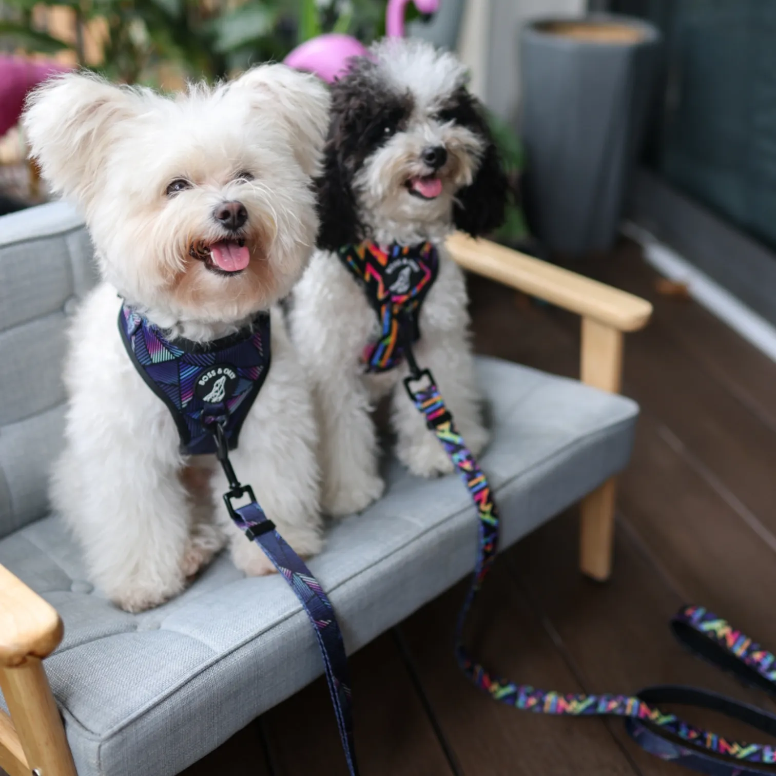 Adjustable Harness
