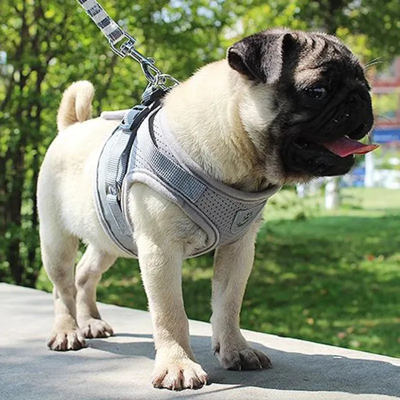 Adjustable Small Dog Harness and Leash Set - Breathable Mesh, Escape-Proof, Comfortable Fit