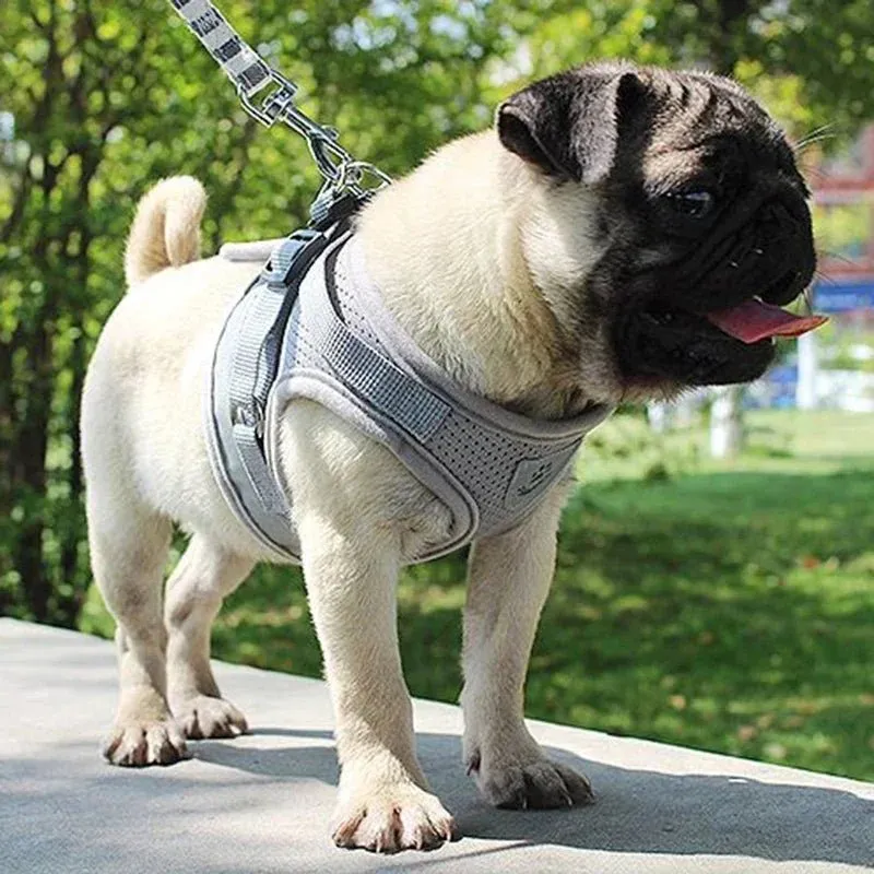 Adjustable Small Dog Harness and Leash Set - Breathable Mesh, Escape-Proof, Comfortable Fit