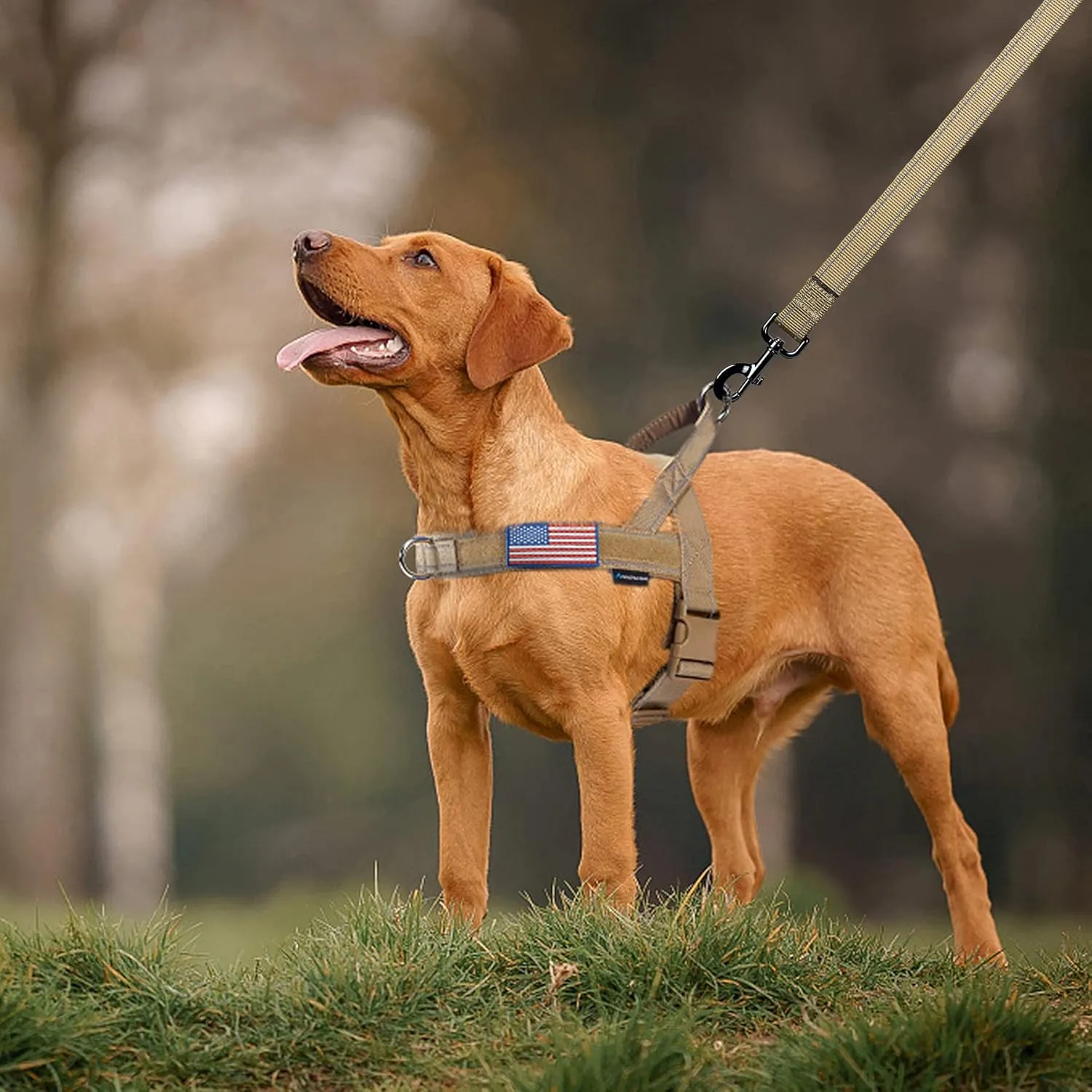 Annchwool No Pull Dog Harness with Soft Padded Handle,Reflective Strip Escape Proof and Quick Fit to Adjust Dog Harness,Easy for Training Walking for Small & Medium and Large Dogs(Brown,XS,1 In Width)