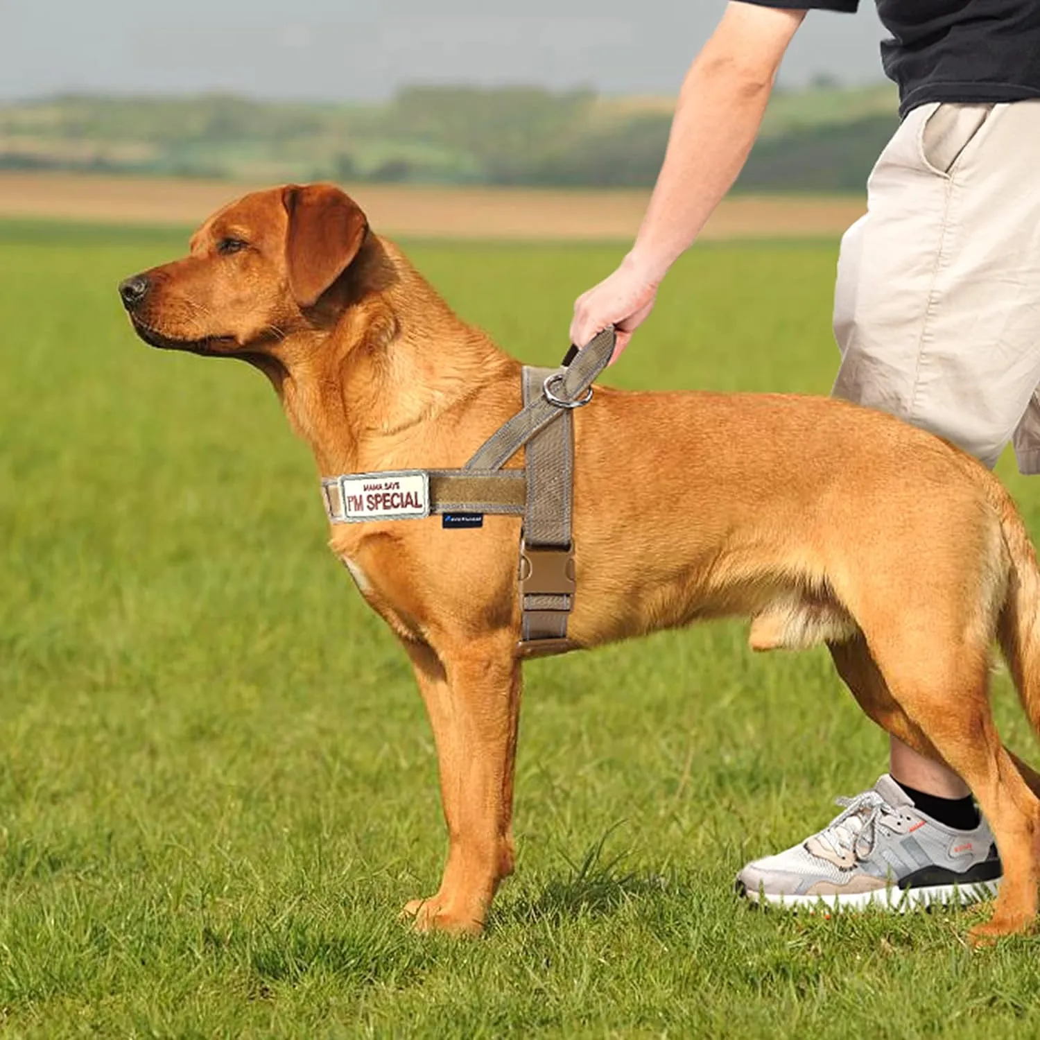 Annchwool No Pull Dog Harness with Soft Padded Handle,Reflective Strip Escape Proof and Quick Fit to Adjust Dog Harness,Easy for Training Walking for Small & Medium and Large Dogs(Brown,XS,1 In Width)