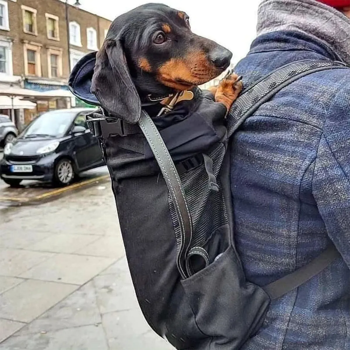 Backpack Carrier for Dachshunds