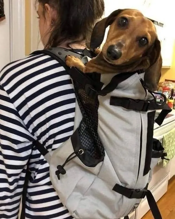 Backpack Carrier for Dachshunds