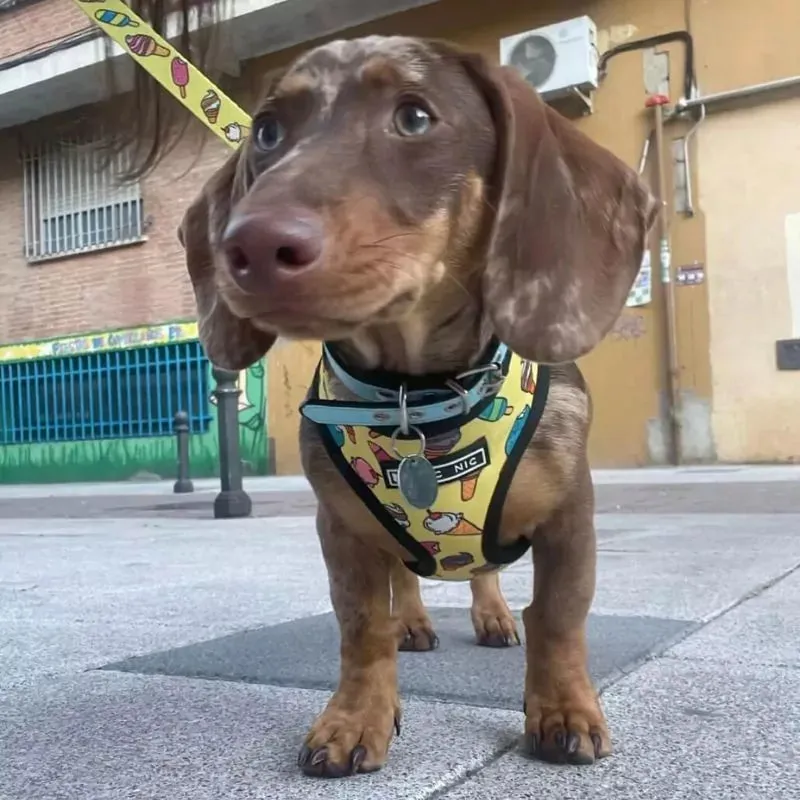 BarkSwirl Dachshund Ice Cream Harness and Leash