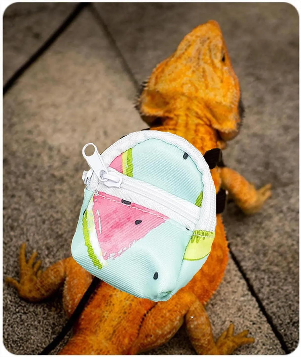 Bearded Dragon Backpack Carrier,Reptile Portable Backpack Carrier with Small Backpack Harness Leash Set,Space Capsule Clear Bubble Window Travel Backpack for Lizard Travel,Guinea Pig,Rabbit
