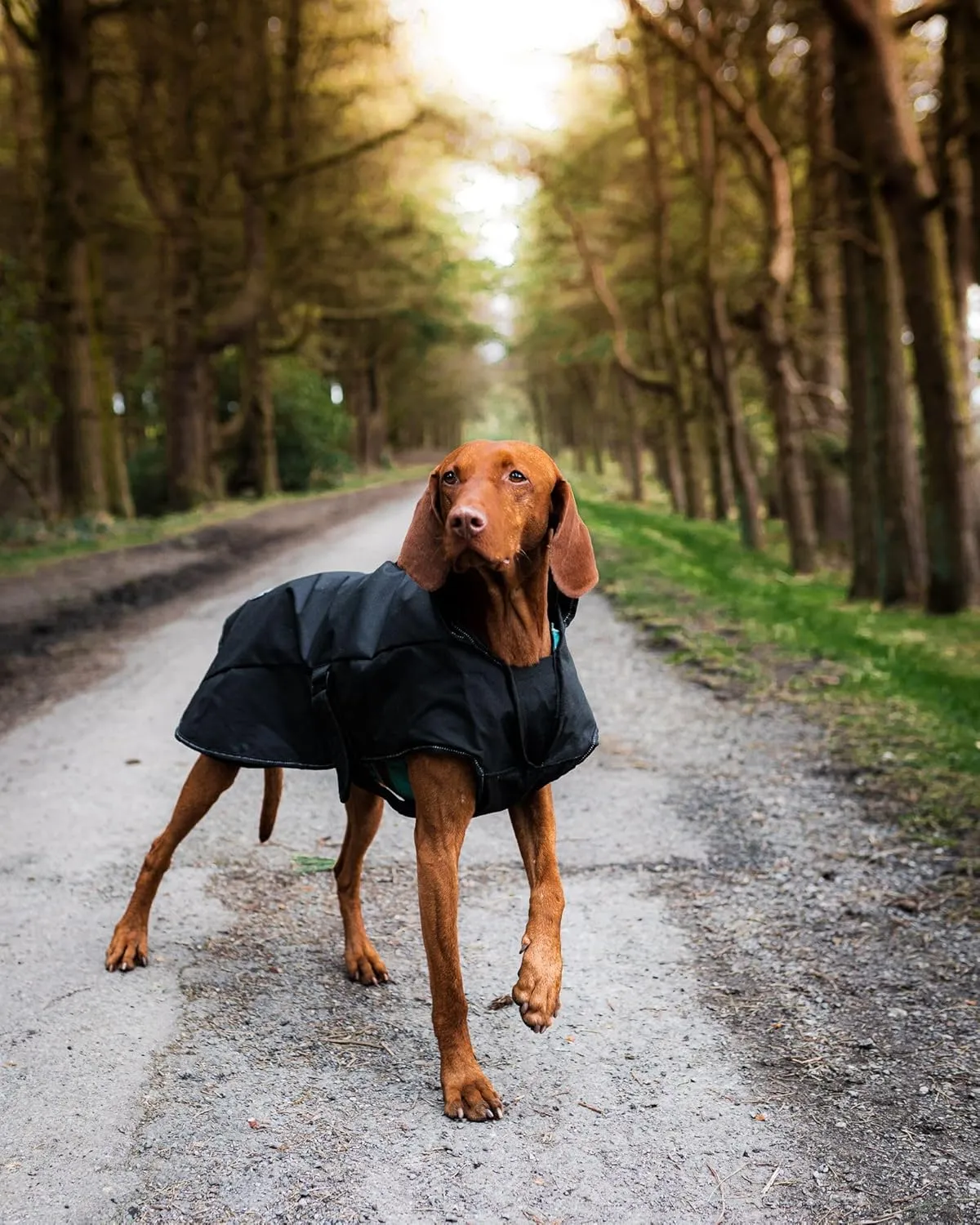 Black Harness 2 in 1 Ultimate Rainproof Windproof Machine Washable Dog/Puppy Coat 12 Inch 30 cm