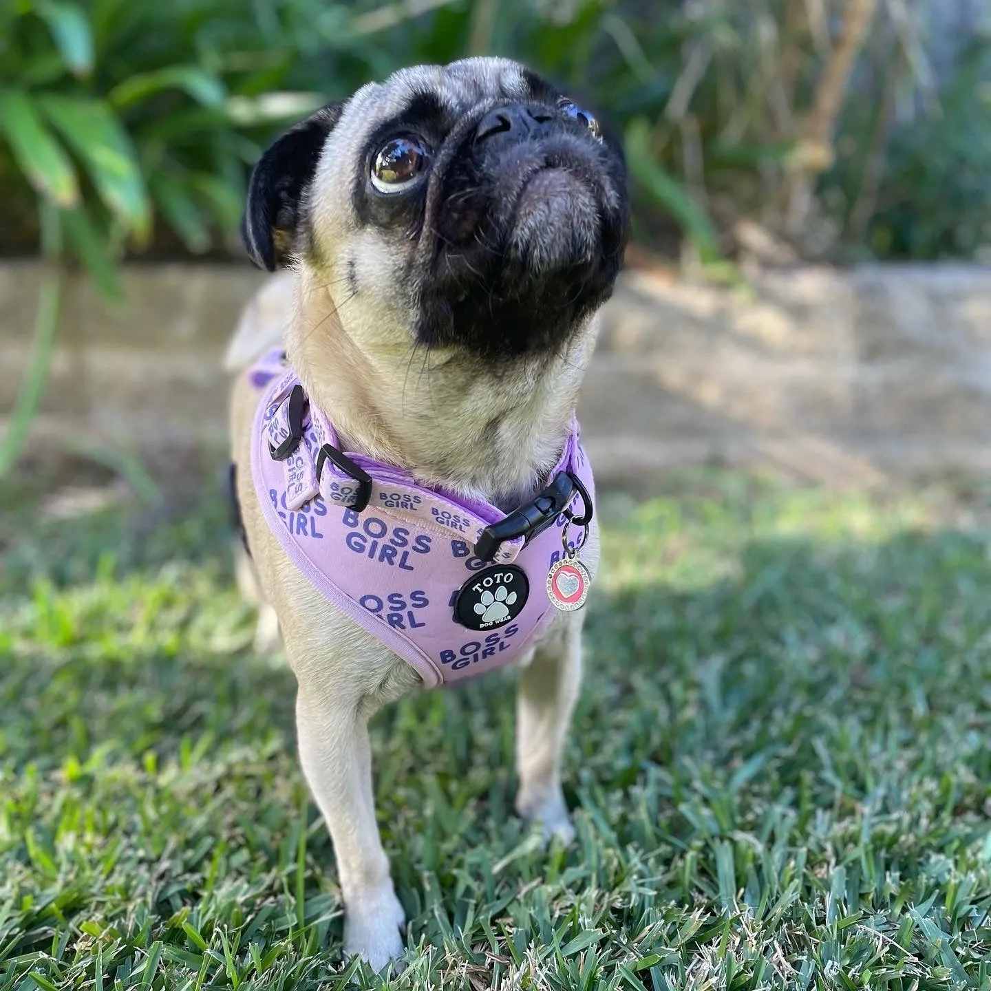 Boss Girl Harness
