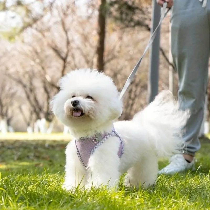 Breathable No-Pull Dog Harness & Leash Set