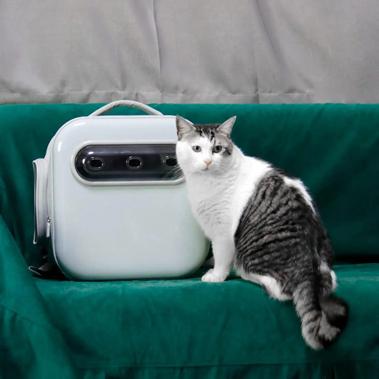 Breathable Pet Backpack, Ventilated Escape Proof Pet Carrier, Ergonomic Lightweight Cat Backpack, Transparent Travel Bag for Small Dogs and Cats (Standard)