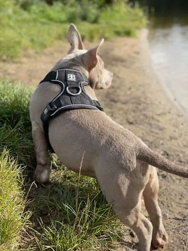Bully Billows Premium Dog Harness v 2.0 - Pink