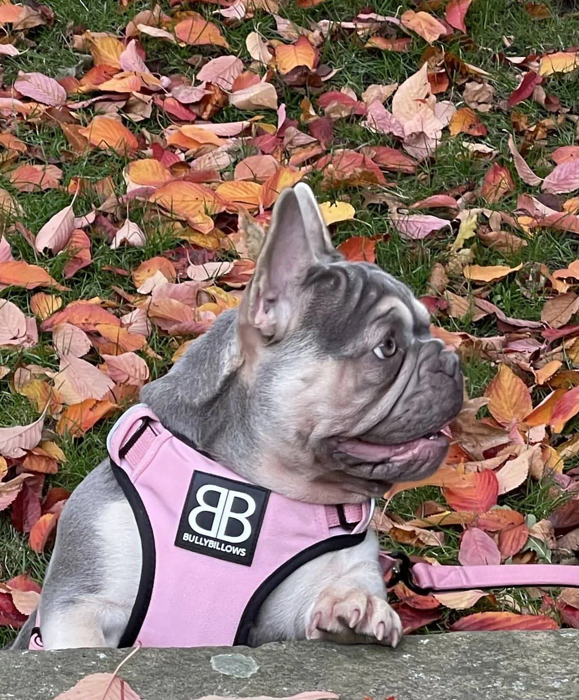 Bully Billows Premium Dog Harness v 2.0 - Pink
