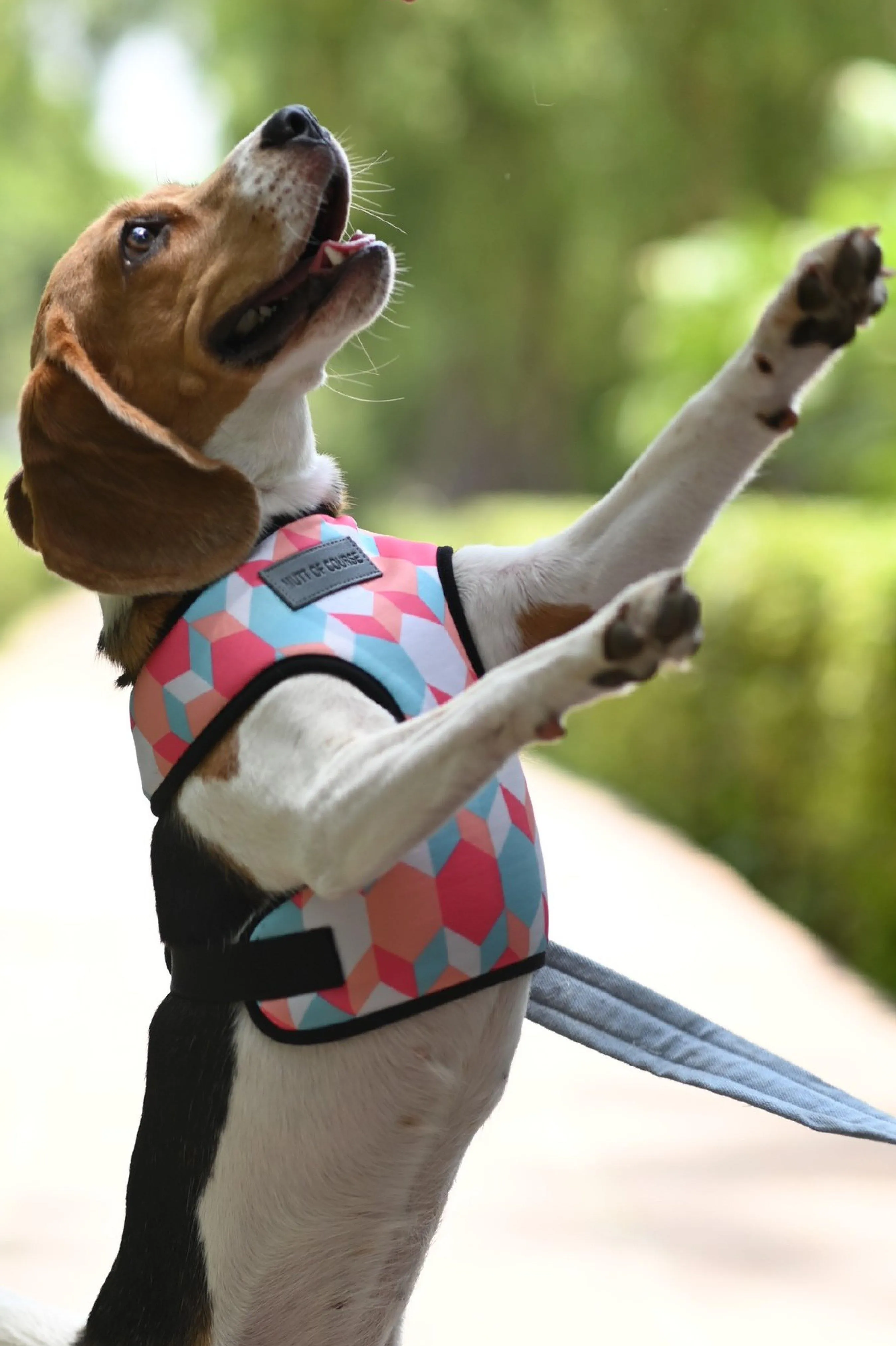 Candy Barr Vest Harness   Leash Set