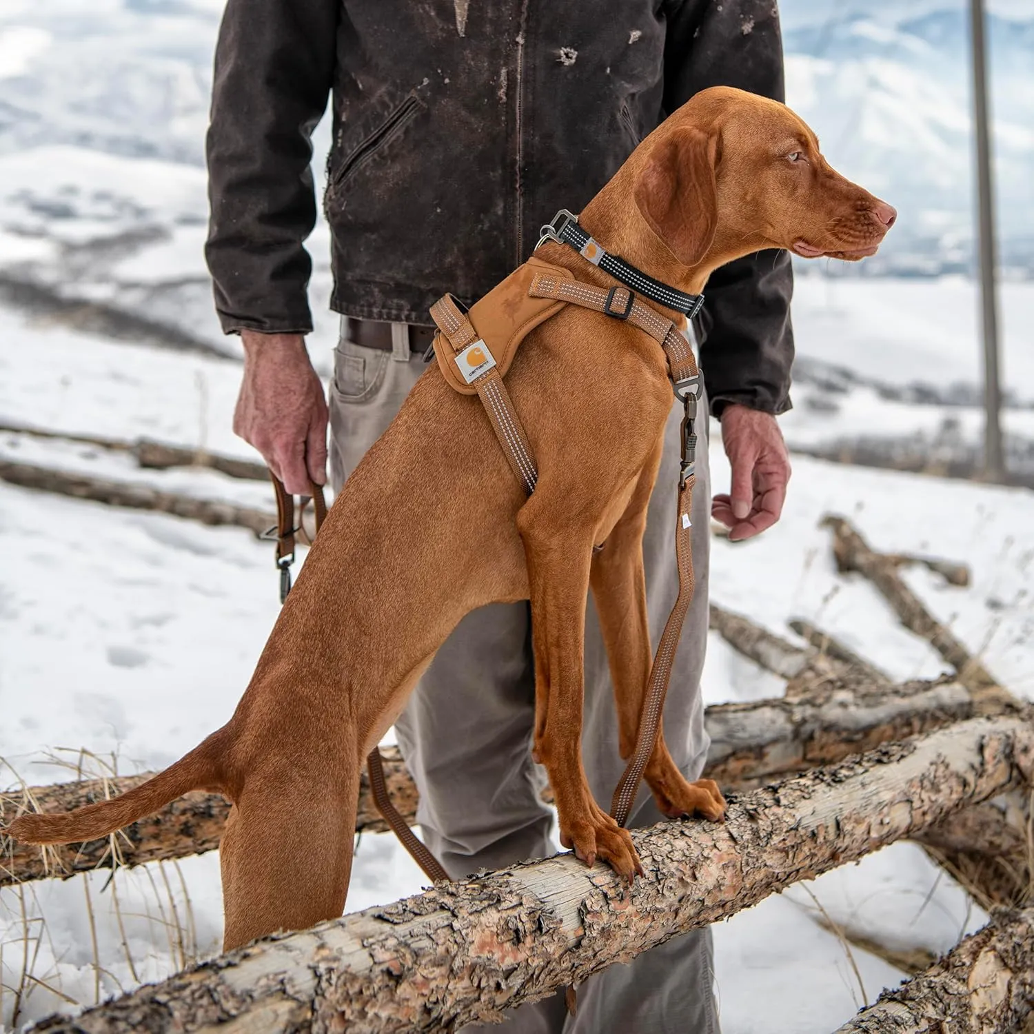 Carhartt Nylon Duck No Pull Dog Harness, Fully Adjustable Dog Harness with Quick Control Handle and Reflective Accents, Carhartt Brown, Small