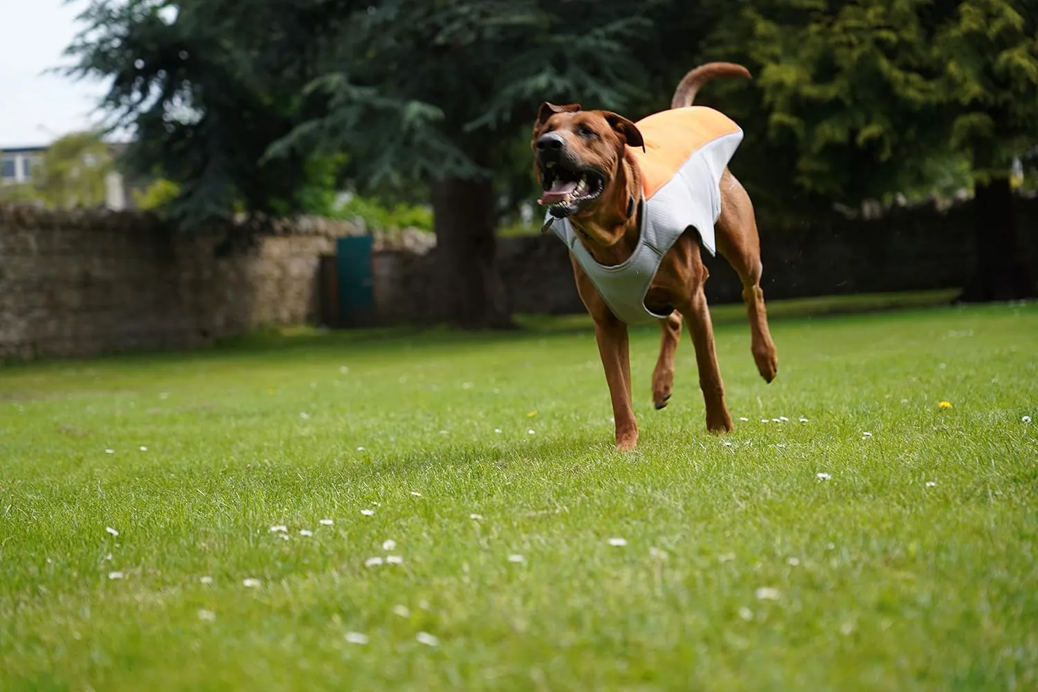 Cooling Vest for Small, Medium to XLarge Dogs - Evaporative Vest for Hot Summer Days - Adjustable Cooling Jacket with Reflective Strips (Orange/Grey, Large)