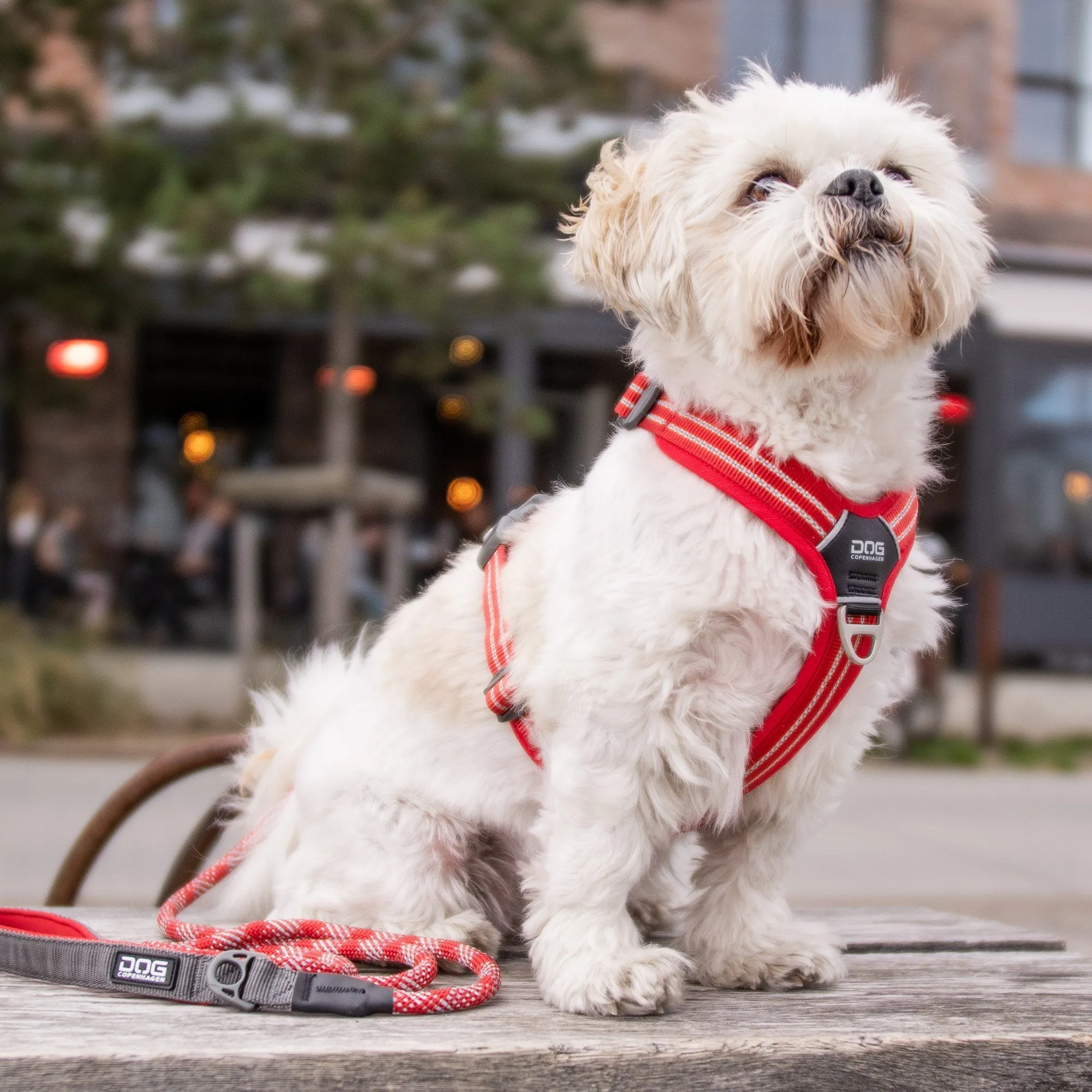 Copenhagen Comfort Walk Air Dog Harness- Blue