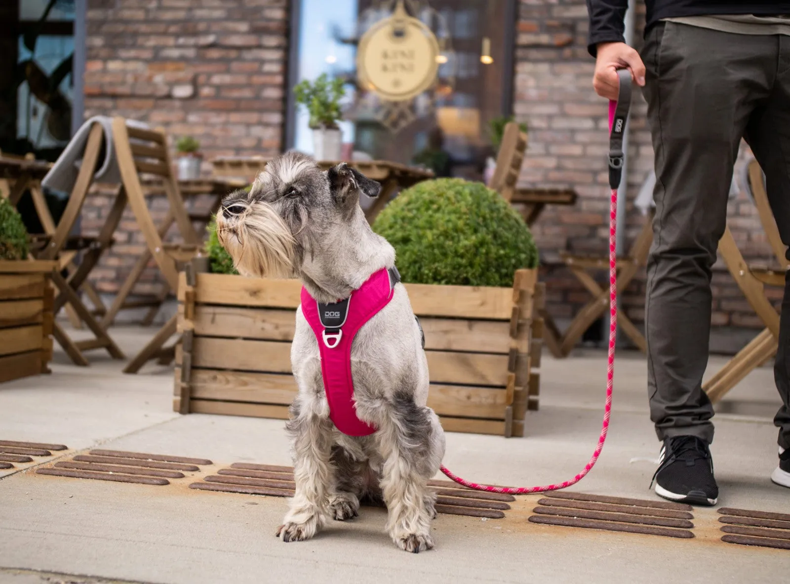 Copenhagen Comfort Walk Pro Dog Harness-Green