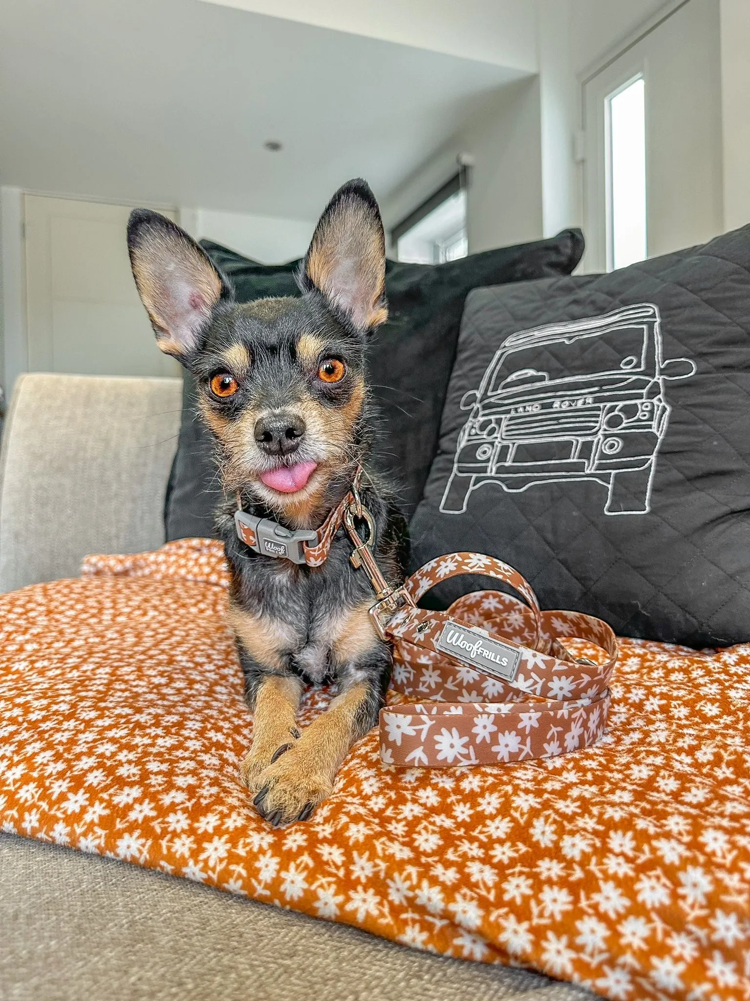 Dog harness , Dog collar and lead set | BUNDLE OF YOUR CHOICE | Bloom me away