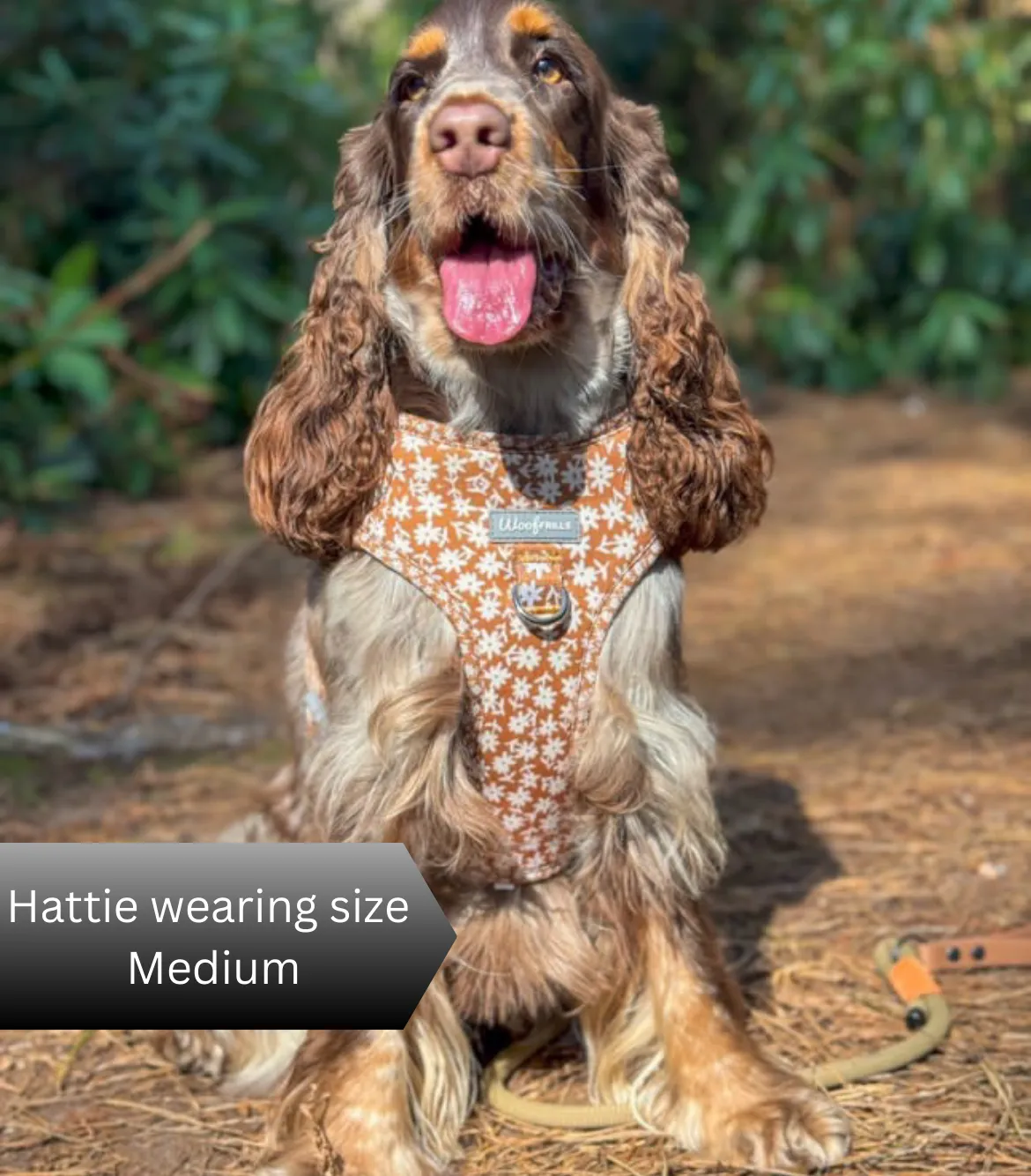 Dog harness , Dog collar and lead set | BUNDLE OF YOUR CHOICE | Bloom me away
