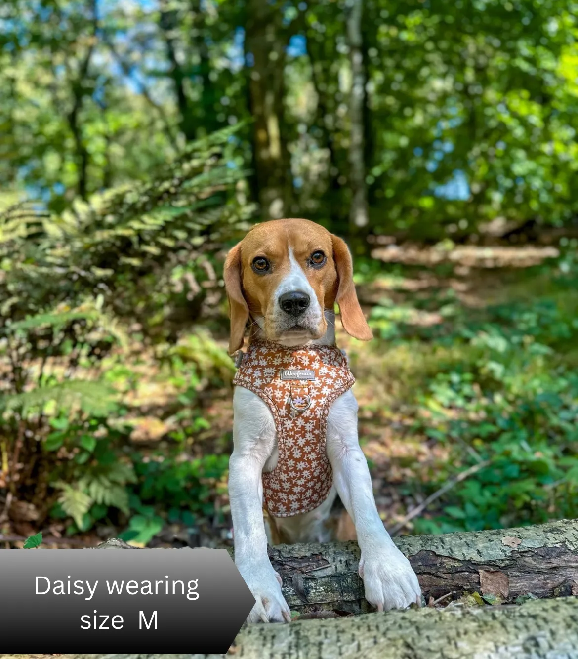 Dog harness , Dog collar and lead set | BUNDLE OF YOUR CHOICE | Bloom me away