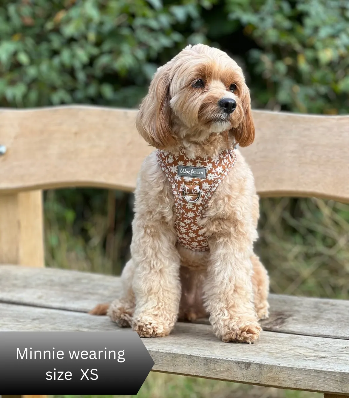 Dog harness , Dog collar and lead set | BUNDLE OF YOUR CHOICE | Bloom me away
