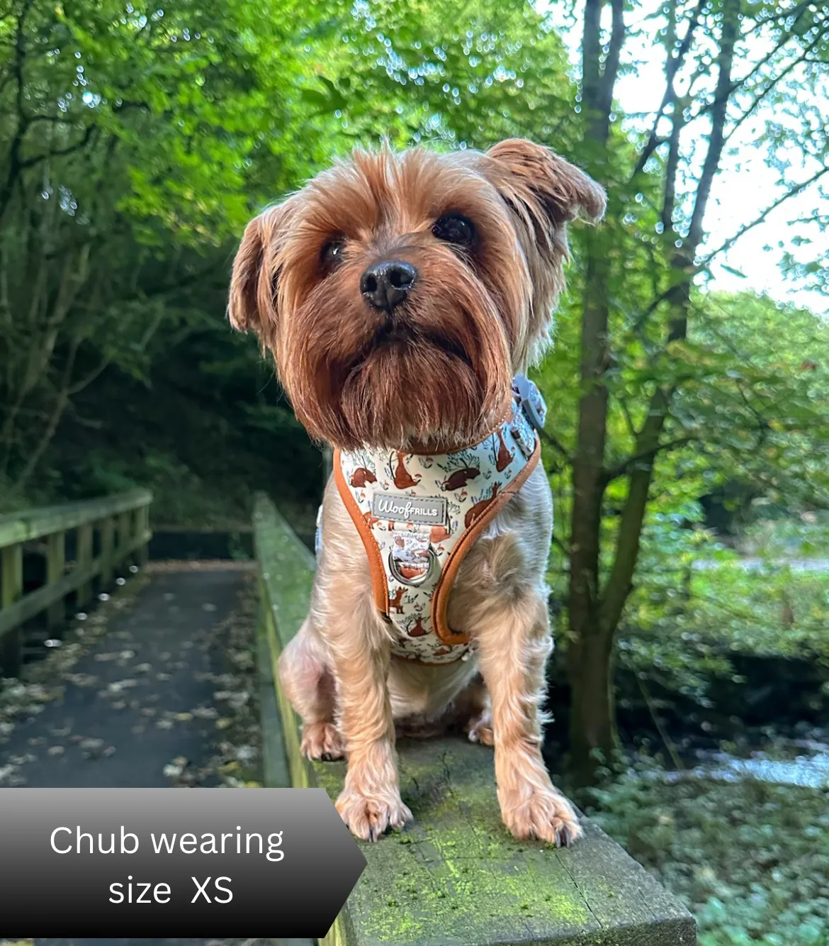 Dog harness , Dog collar and lead set | BUNDLE OF YOUR CHOICE | Enchanted fox