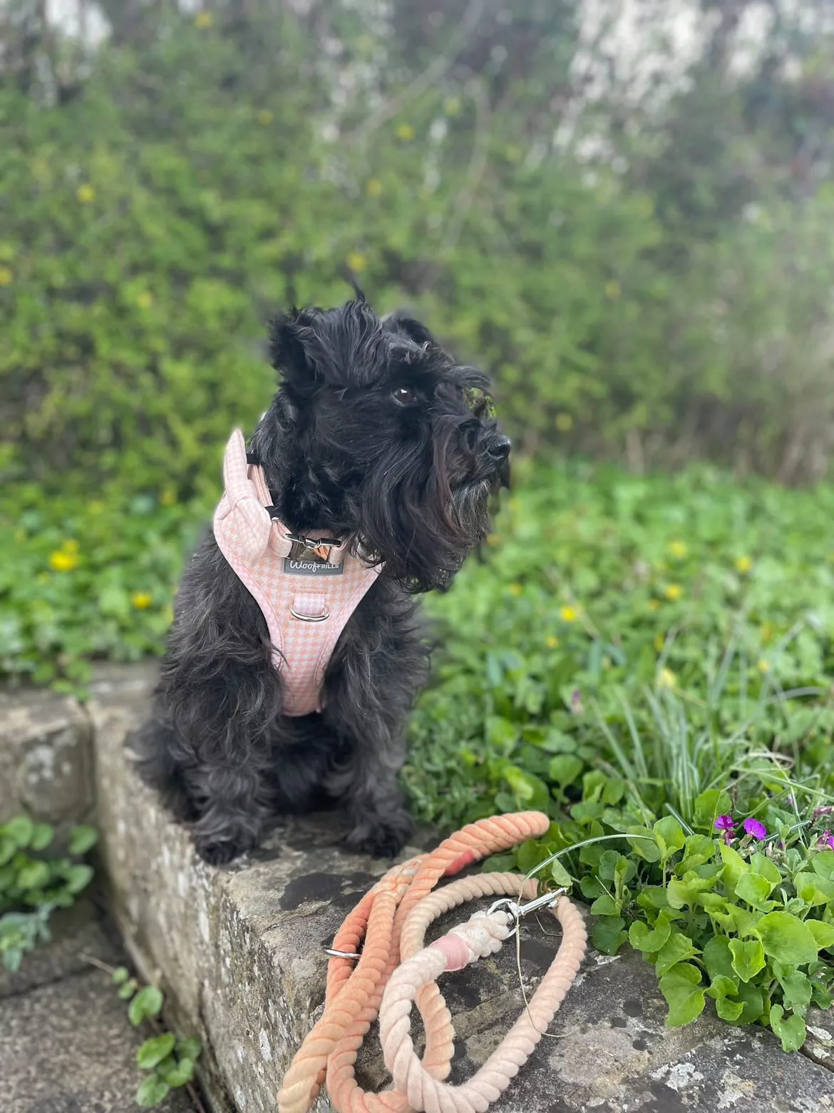 Dog Harness | Peach Please