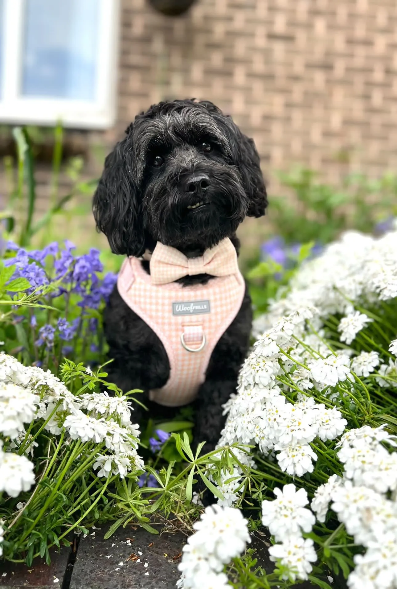 Dog Harness | Peach Please