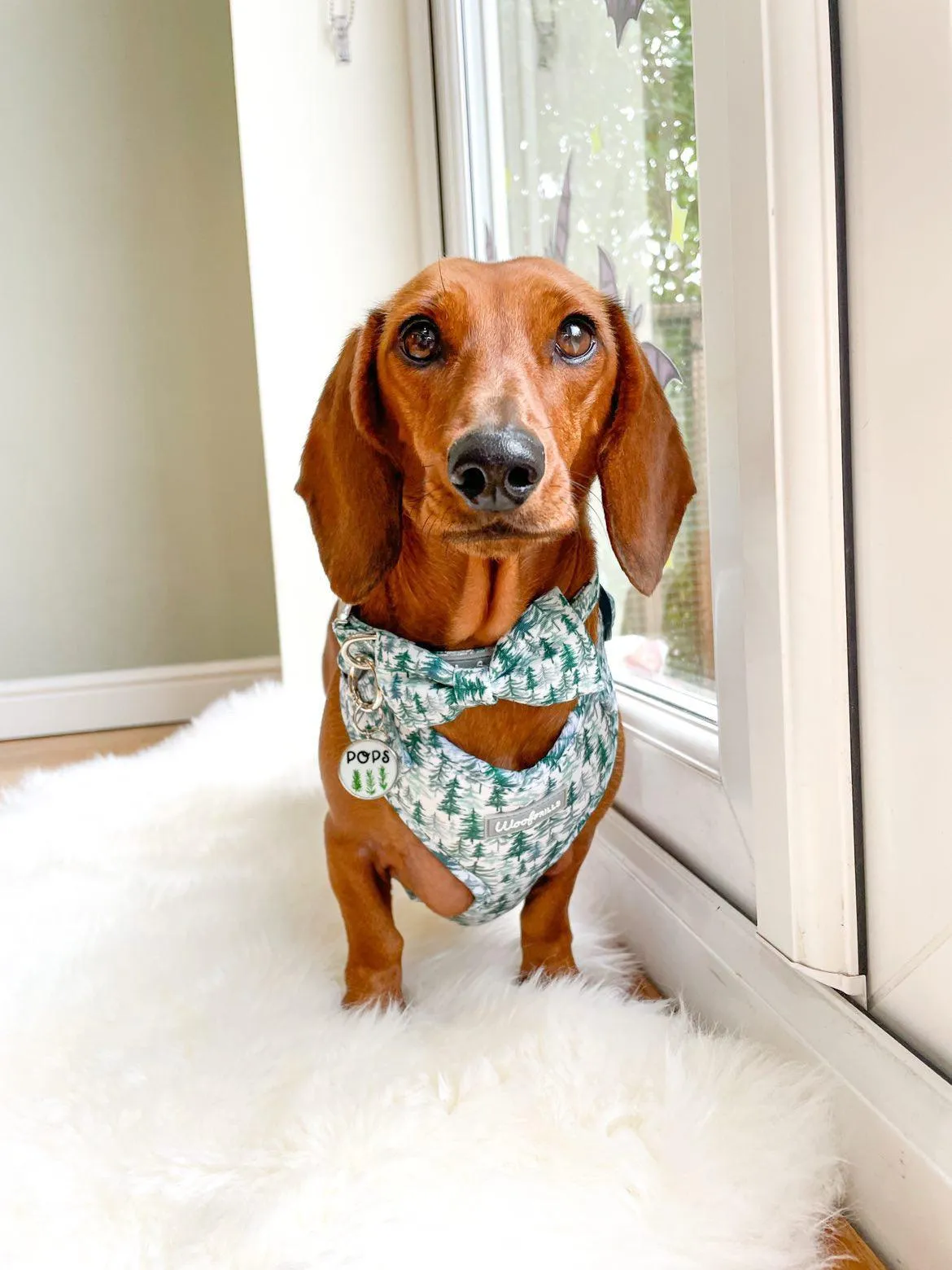 Dog Harness | Pining for you