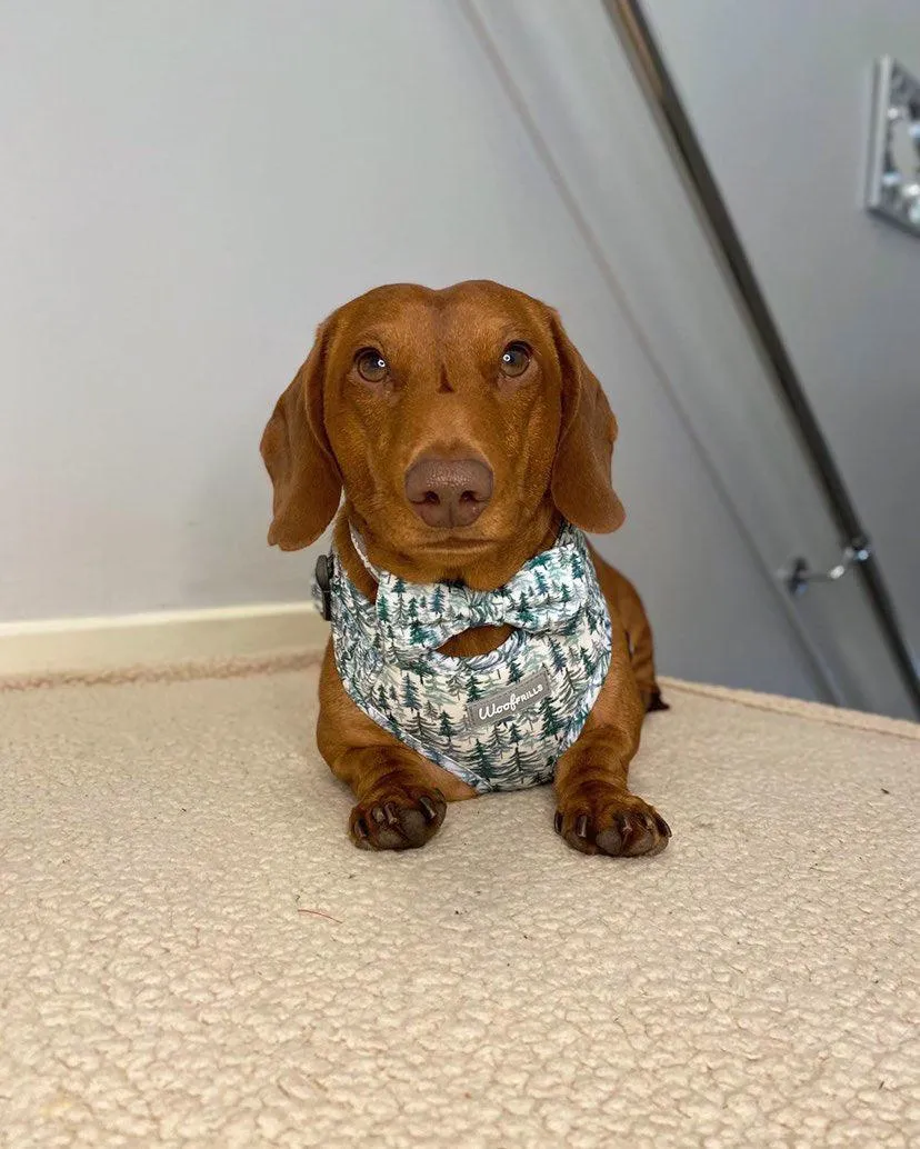 Dog Harness | Pining for you