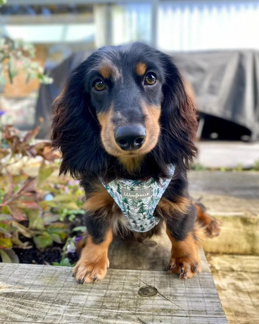 Dog Harness | Pining for you