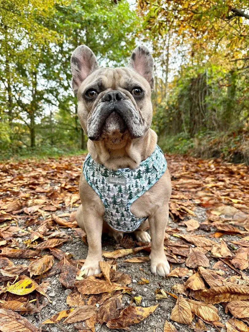 Dog Harness | Pining for you