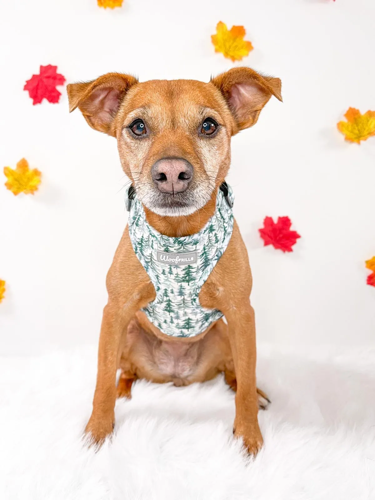 Dog Harness | Pining for you
