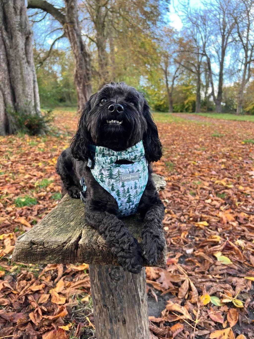 Dog Harness | Pining for you