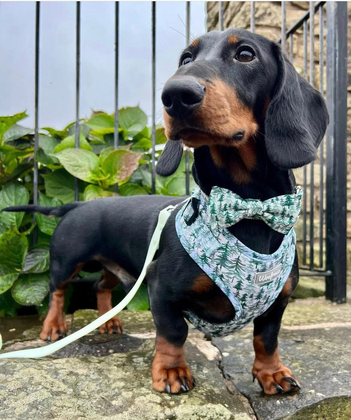 Dog Harness | Pining for you