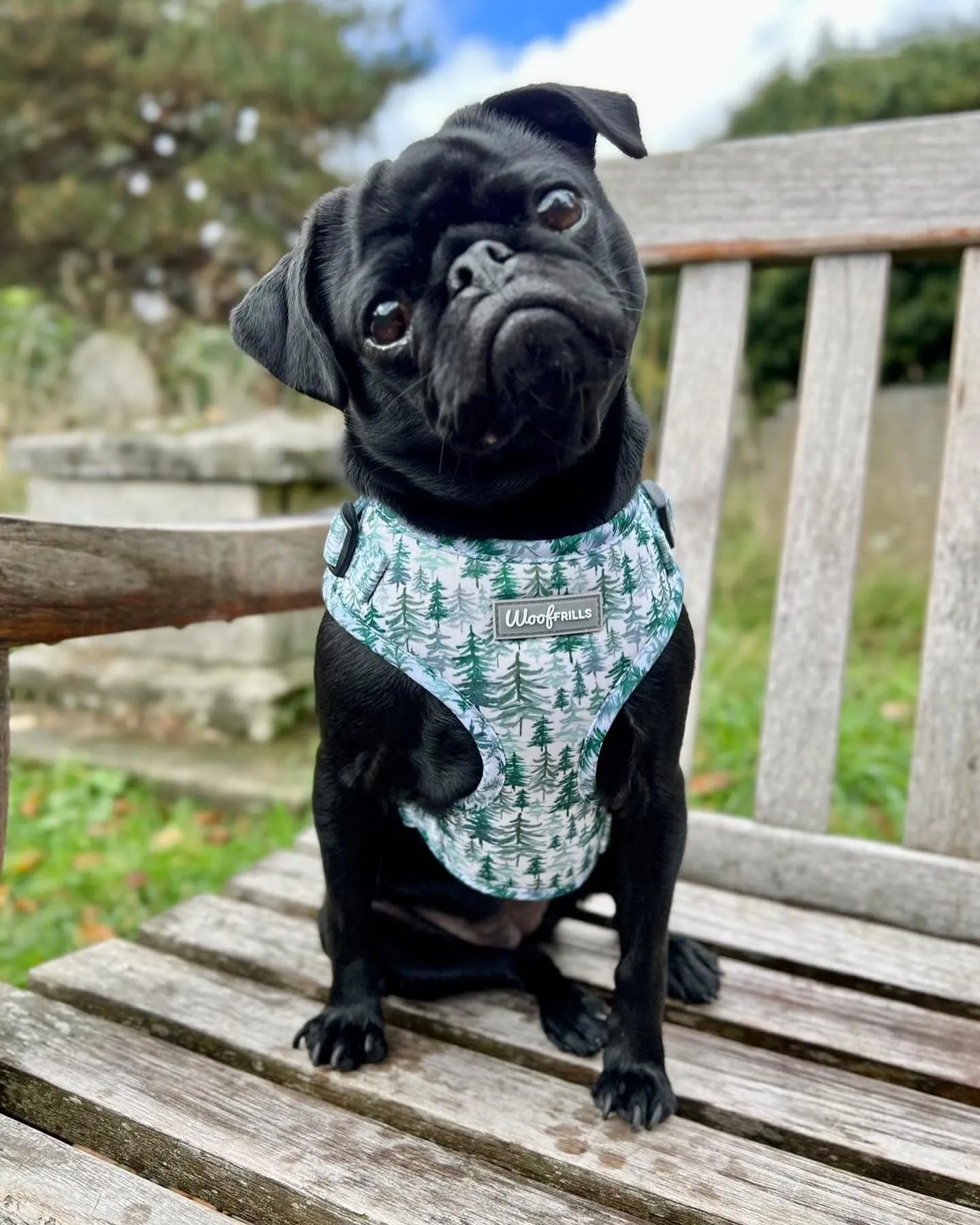 Dog Harness | Pining for you