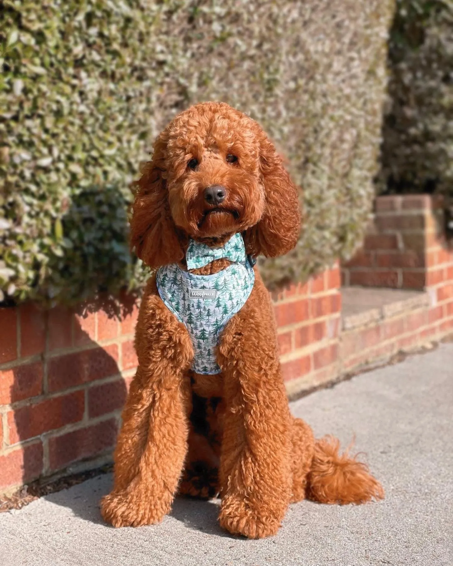 Dog Harness | Pining for you