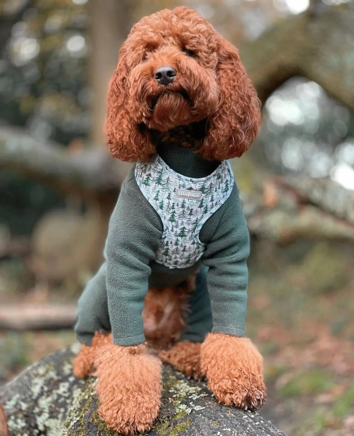 Dog Harness | Pining for you