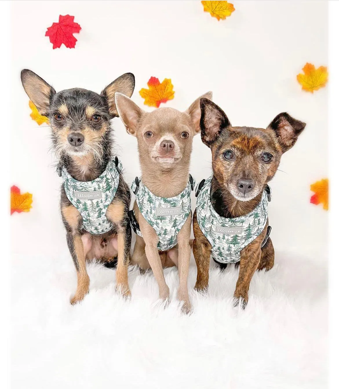 Dog Harness | Pining for you
