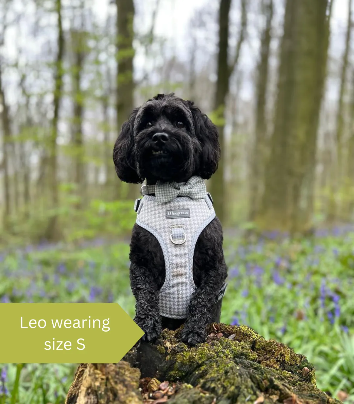 Dog Harness | Sage you love me