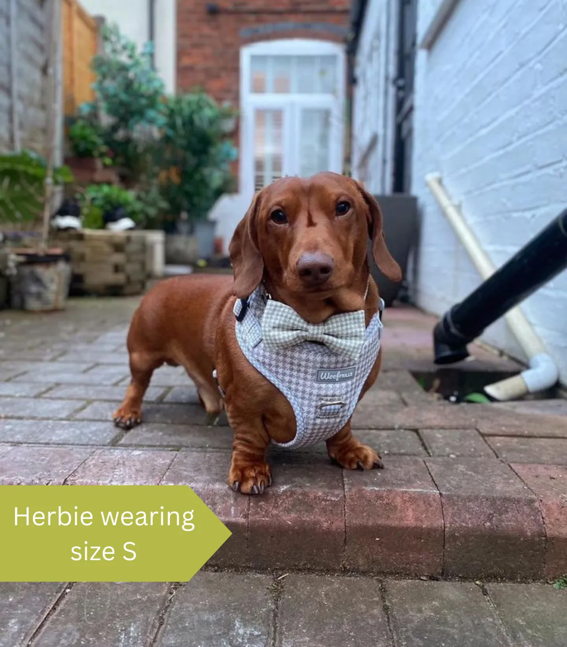 Dog Harness | Sage you love me