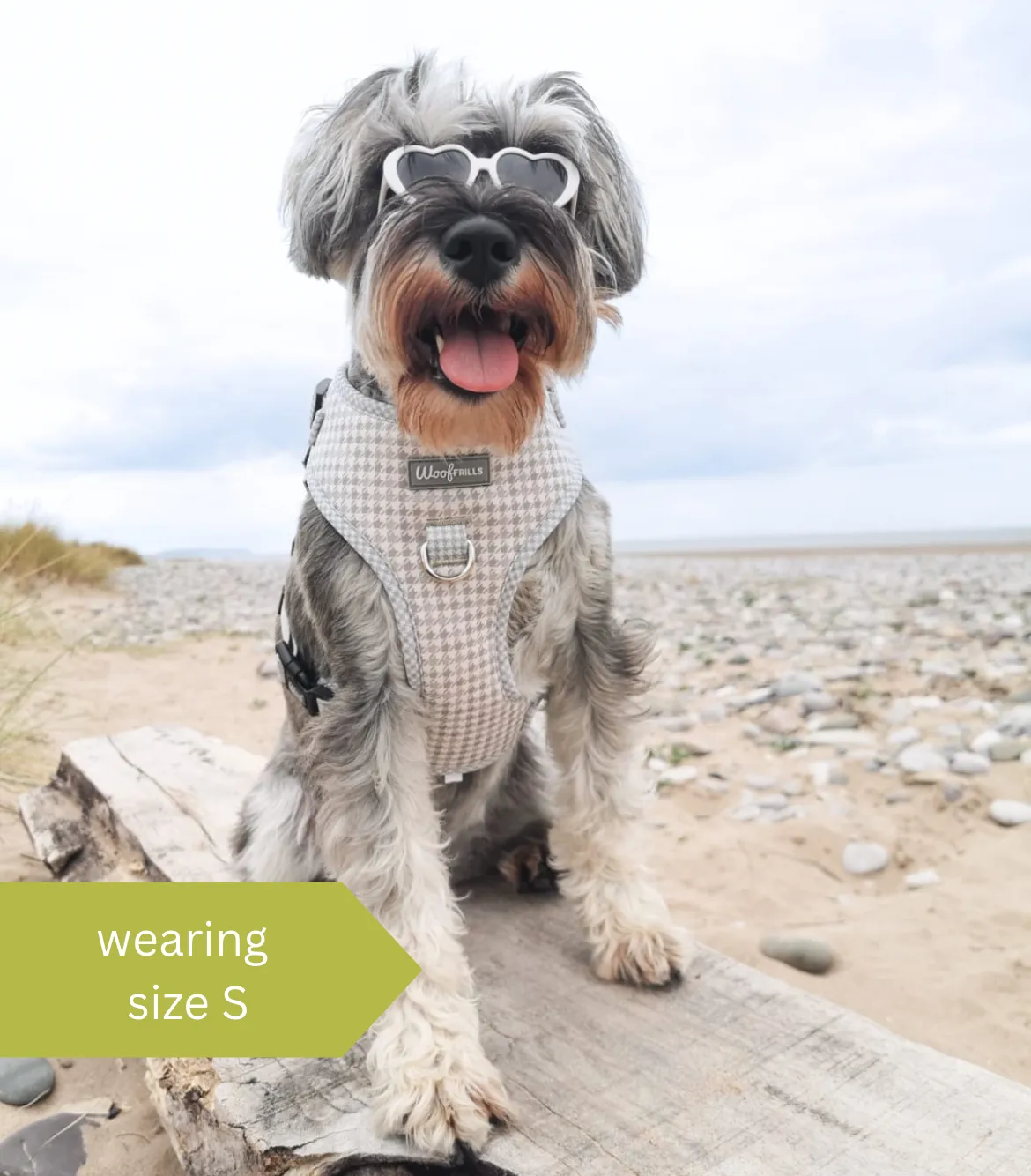 Dog Harness | Sage you love me