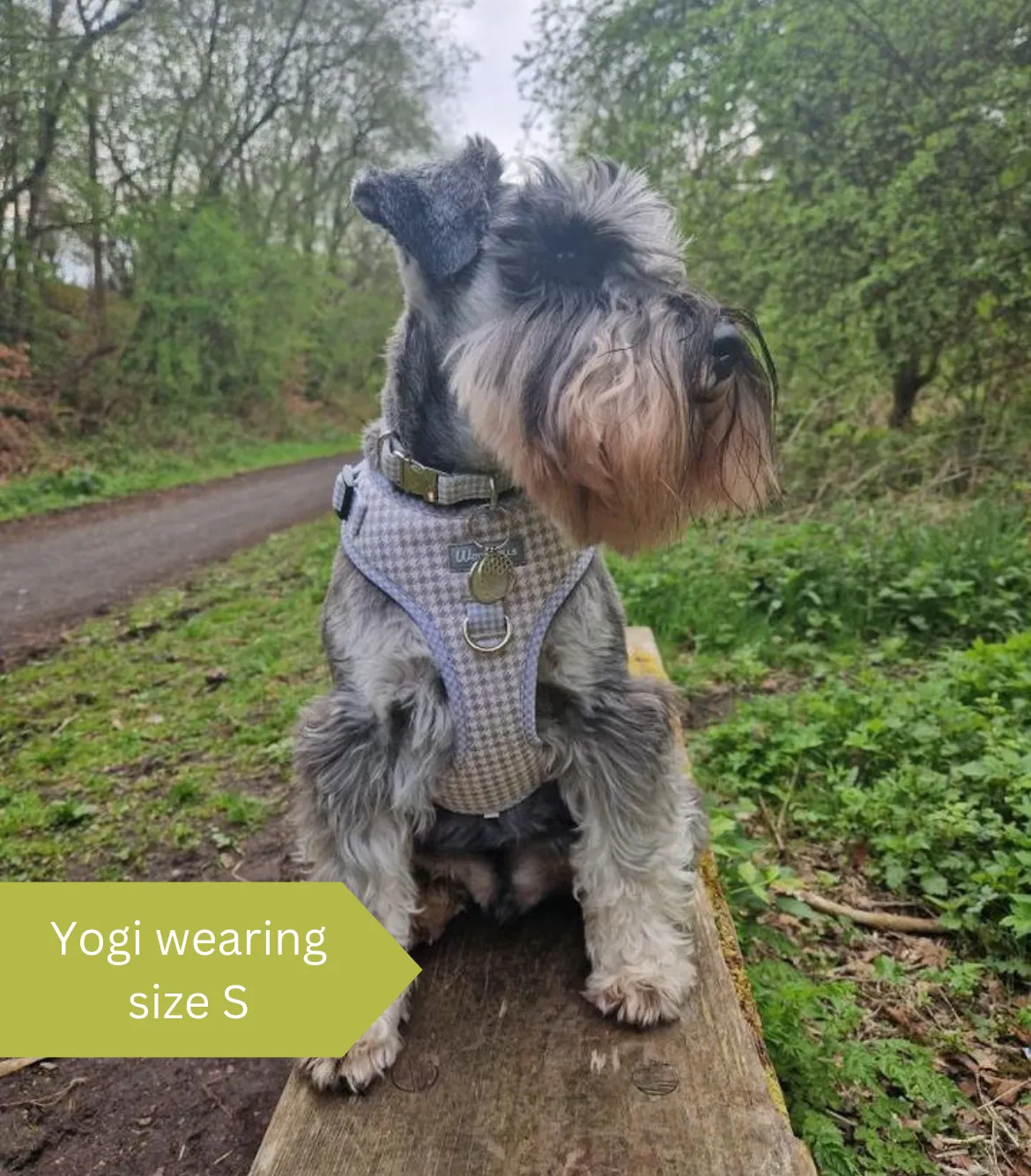 Dog Harness | Sage you love me