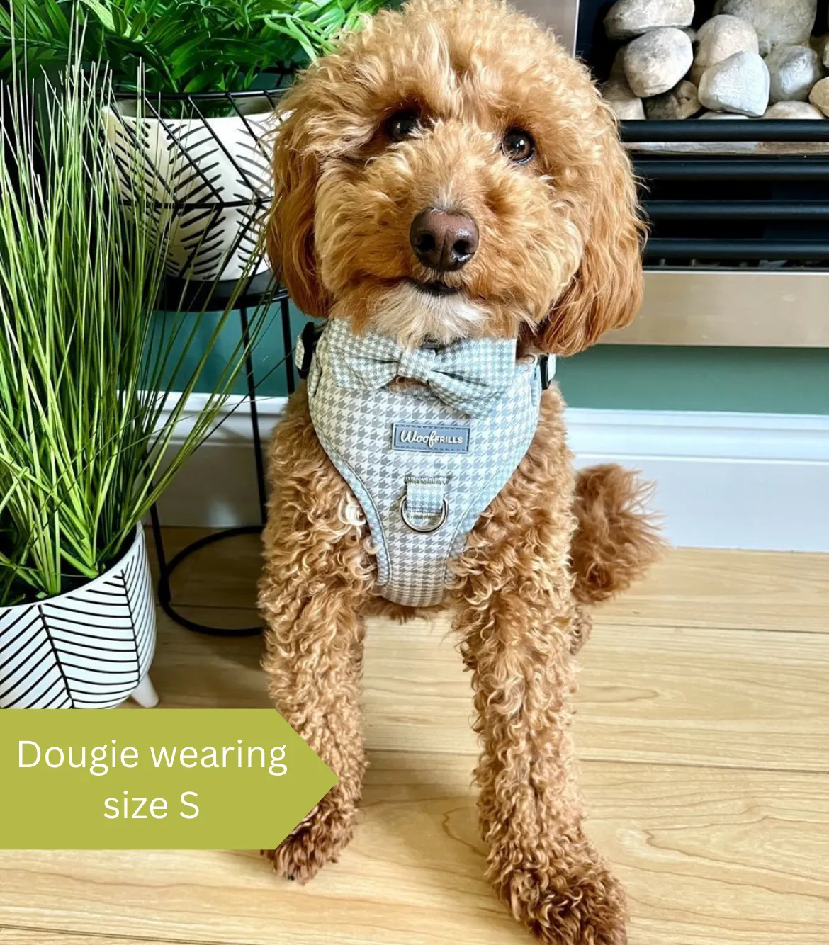 Dog Harness | Sage you love me