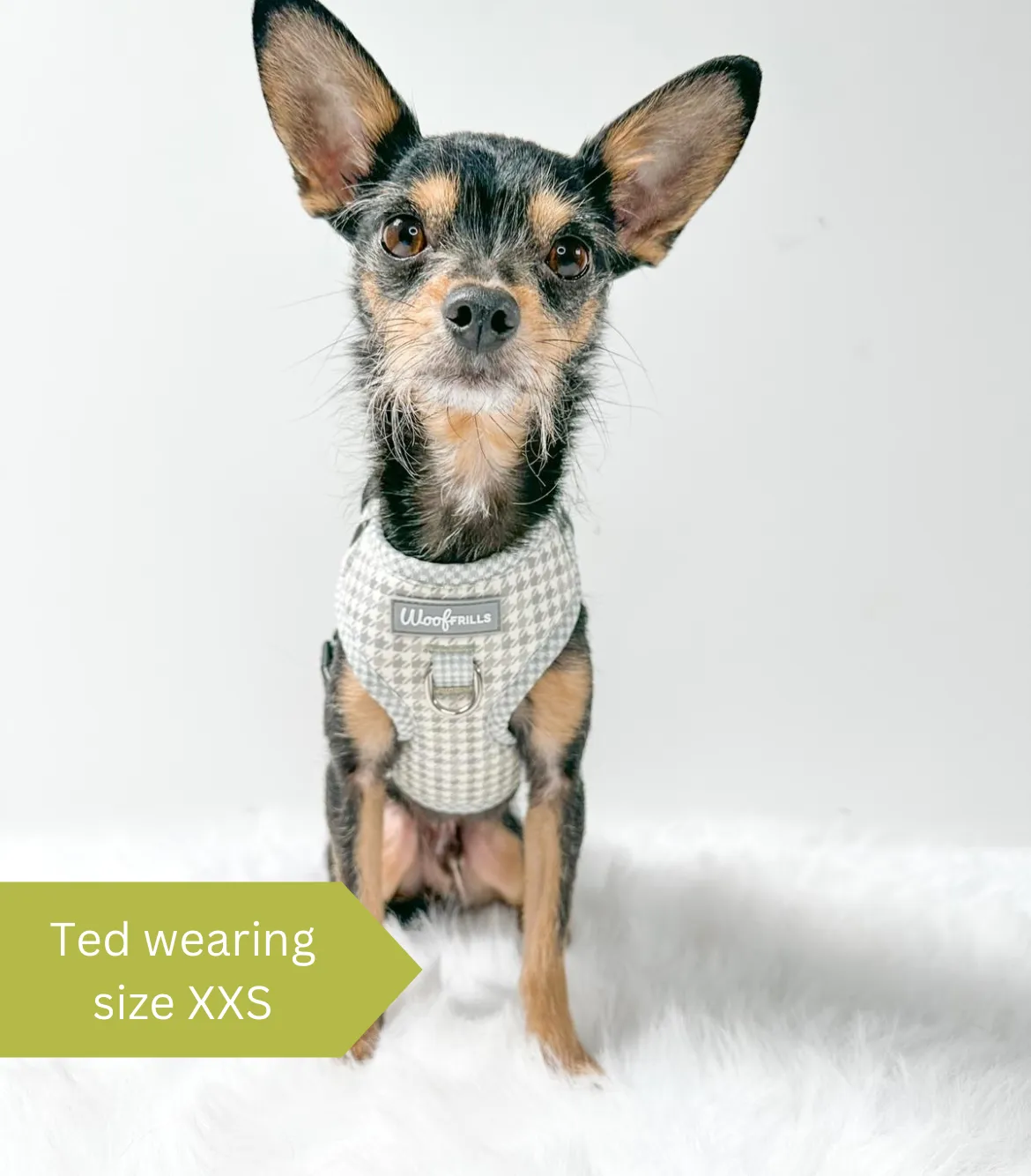 Dog Harness | Sage you love me