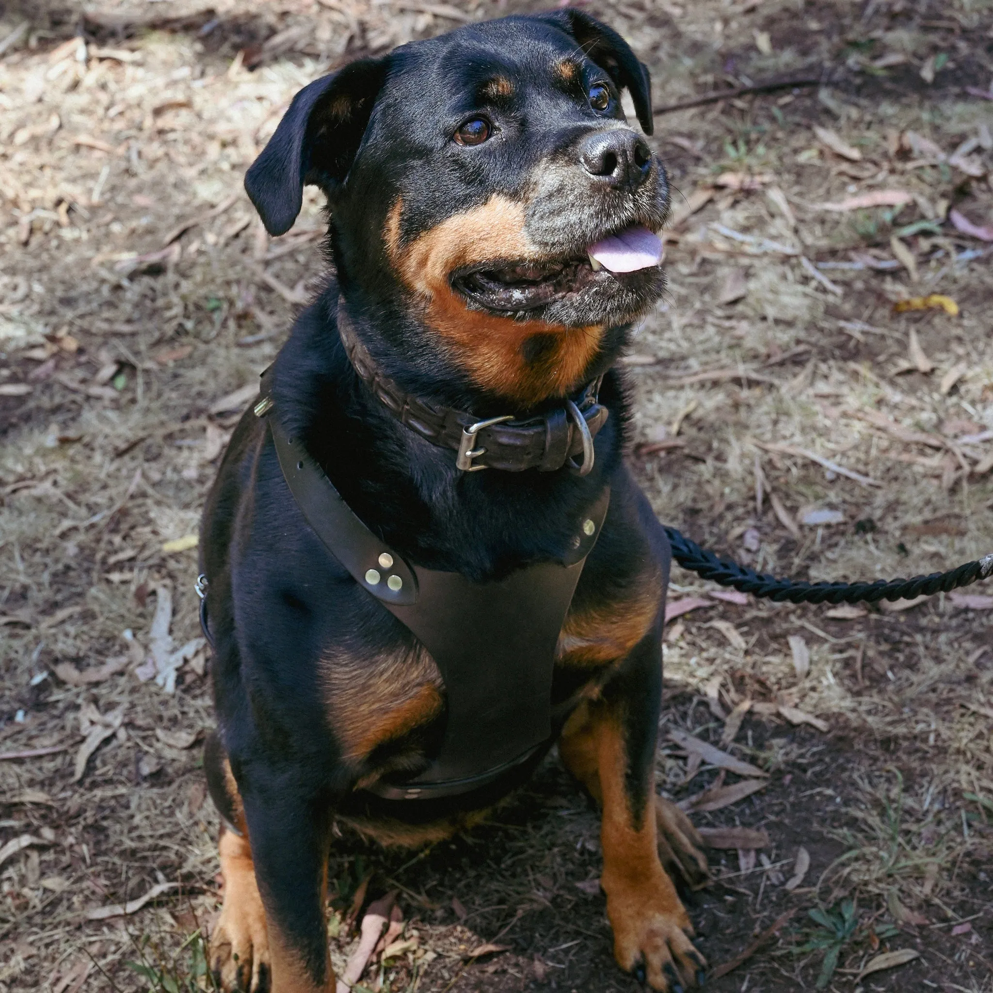 Dog Harness