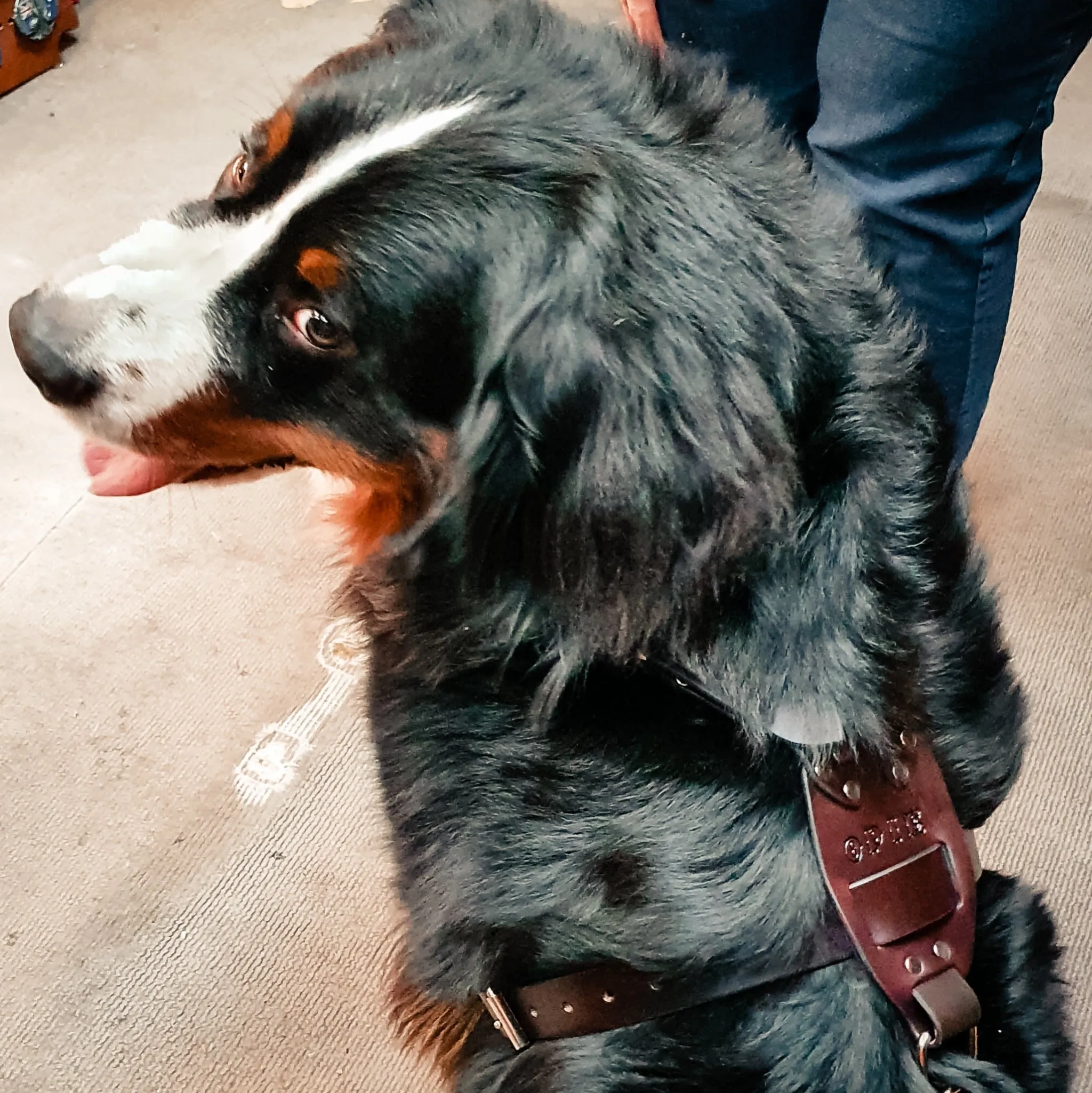 Dog Harness