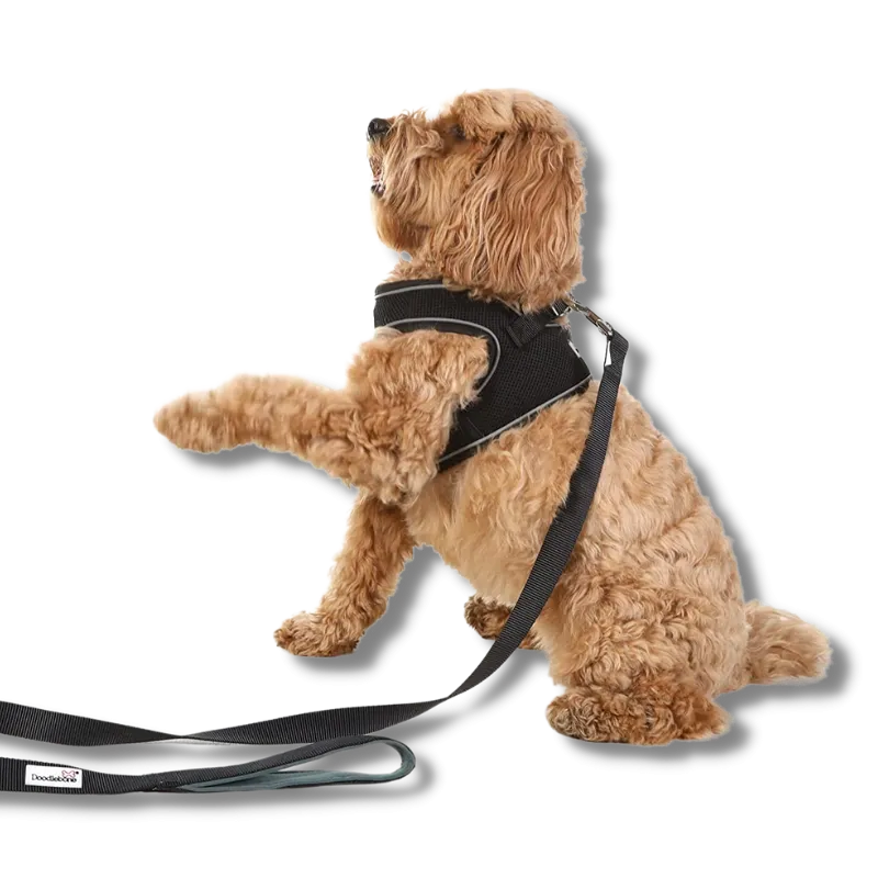 Doodlebone - Originals Snappy Harness - Tangerine