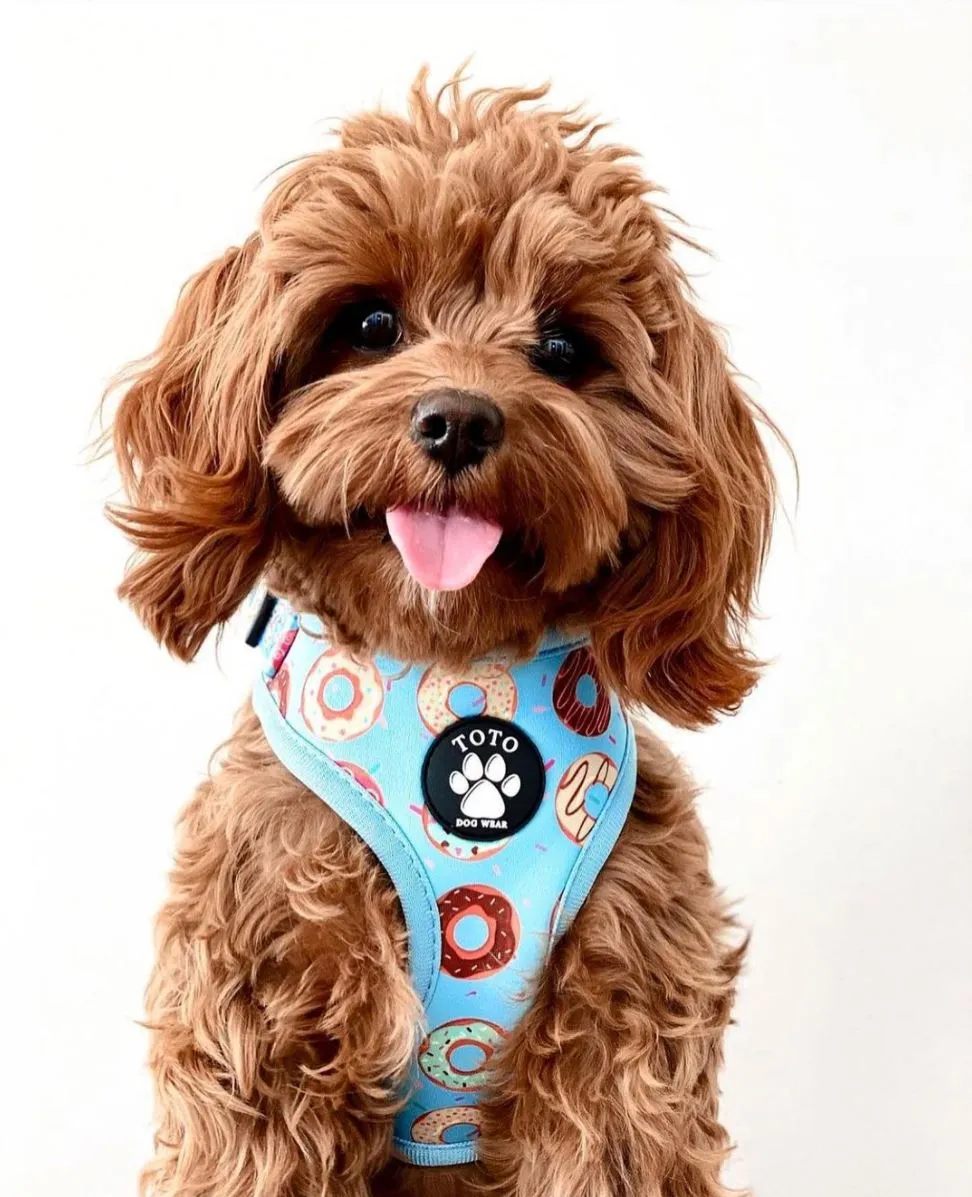 Doughnut Harness